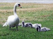 Höckerschwäne wie diese richten am Urnersee immer wieder Schäden an. Das soll sich bald ändern. (Bild: Werner Schelbert (Zug, 13. Juli 2016))