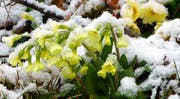 Schnee gab es auch in Wolhusen: mit weissem Hintergrund kommen die andern Farben schön zur Geltung. (Bild: Leserbild Josef Lustenberger)