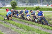 Die australischen Seilzieher mit aller Kraft am Zug – gecoacht vom Stanser Trainer Peter Odermatt. (Bild André A. Niederberger)