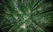 Wer den Wald in sich aufnimmt, tut Gutes für Körper und Seele. Aber es funktioniert anscheinend nur spazierend und ohne Musik via Ohrenstöpsel. (Bild: Jens Büttner/Keystone)