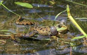 Ein männlicher Seefrosch stösst seinen typischen Ruf – das sogenannte Keckern – aus. Dabei werden die Schallblasen sichtbar. (Bild: Keystone/Karch)