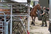 Soldaten sichern die Pferde vom Hof des Thurgauer Bauern Ulrich K. (Bild: Ennio Leanza/Keystone (Hefenhofen, 8. August 2017))