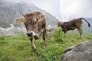 Die Kühe auf der Weide von Wendelin Waser. (Bild: Corinne Glanzmann)