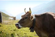 Die Urner Alpen können in Zukunft zeitgemässer bewirtschaftet werden. Bild: Florian Arnold (Klausenpass, 14. Juli 2015)