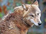 Einmal zum Abschuss freigegeben, wurde der Wolf in Uri nicht mehr gesehen. (Bild: Keystone/Steffen Schmidt)