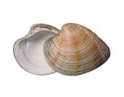 Venusmuschel