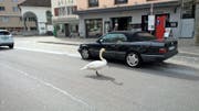 Der Schwan nahm gleich eine ganze Fahrspur in Anspruch. (Bild: Leserfoto Bote der Urschweiz)