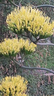Ein seltenes Ereignis in unseren Breitengraden: Rund 7 Meter hoch ist der Blütenstamm der Agave im Garten von Ruedi Hinter in Sachseln. (Bild: PD)
