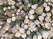 Schläge von Holz sollen wieder hochgefahren werden. (Bild: Oliver Mattmann)