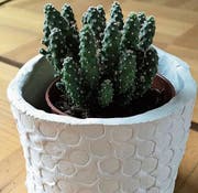 Schönes Zuhause für den Kaktus aus Modelliermasse. (Bild: Jacqueline Schilling)