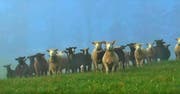 Auch die Tierwelt war neugierig, als die Kamera auftauchte. (Bild: Youtube)