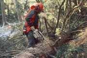 Ein Forstmitarbeiter bei der Arbeit im Wald (Symbolbild). (Bild: Hannes Henz, Zürich/LIGNUM)