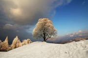 Gezuckerter Lindenbaum auf dem Holderchäppeli – aufgenommen am 20. März 2018 (Bild: Paul von Allmen)