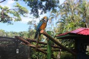 Der botanische Garten von Deshaies bietet auch Gelbbrustaras ein Zuhause. (Bild: Rahel Hug)