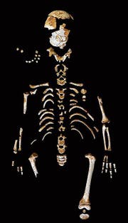 Das Knabenskelett lässt den Erwachsenenkörperbau erahnen. (Bild: Paleoanthropology Group, MNCN-CSIC)