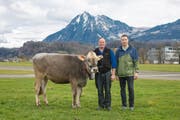 Kantonalschwingest NW und OW 2018 5. Preis: Rind Alaska, Züchter Christof Küchler, Kägiswil, und Spender Matthias Prinoth von der Firma Dolomiten Sport, Sarnen (Bild: PD (Sarnen, 16. März 2018))