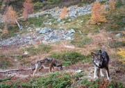 Wölfe wie diese im Oberwallis sollen nicht mehr als «streng geschützt» eingestuft werden. (Bild: Fotofalle Gruppe Wolf Schweiz)