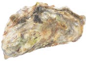 Pazifische Auster