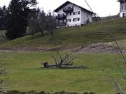 Umgeknickter Baum in Merlischachen. (Bild: Leserbild Bote der Urschweiz)