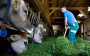Hat die Büroklamotten mit der Stallkluft getauscht: Lucia Omlin beim Füttern ihrer Tiere. (Bild Corinne Glanzmann)