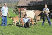 Alois Imhof senior, Ursi Imhof und Alois Imhof junior freuen sich in Schwyz über den Nachwuchs von Gurtkuh Gera. (Bild: Reto Betschart)