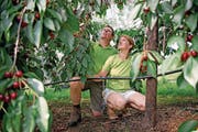 Markus und Manuela Filliger müssen ihre Ennetmooser Kirschen wegen des heissen Wetters besonders häufig bewässern. (Bild: Corinne Glanzmann (Ennetmoos, 21. Juni 2017))