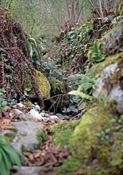 Der Schällibach in Stansstad/Kehrsiten kann bei einem Unwetter zum reissenden Bach werden. (Bild: Corinne Glanzmann (Stansstad, 5. April 2017))