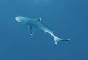 Silberspitzenhaie sind im entlegenen Chagos-Archipel (1600 Kilometer südwestlich von Indien) stark gefährdet. (Bild: Dan Bayley)