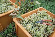 Das Ergebnis der Weinlese. (Bild: Pius Amrein (Twann, 26. September 2017))