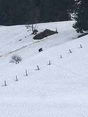 Der Bär ist auf der Gerschnialp gesichtet worden. (Bild: Leserbild Pascal Niedermann)