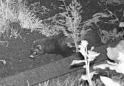 Ein Marder in einem Gartenbeet an der Lilienstrasse. (Bild: pd)