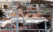 Ein Fall erwiesener Tierquälerei: Das Militär sicherte im August 2017 die Pferde von Hefenhofen. (Bild: KEY/Ennio Leanza)