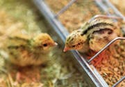 Zwei junge Japanwachteln in der Austellung «Allerlei rund ums Ei». (Bild: Michael Bodenmann/PD)