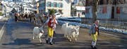 Die Familie von Hansueli Huser führt das Vieh ganz traditionell, angeführt von Geissen, auf den Schauplatz. (Bilder: Adi Lippuner)