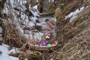 Ein gutes Versteck auszumachen ist entscheidend, wenn man es den Suchenden nicht zu leicht machen will. Ob dieser Hase so bedrückt schaut, weil er weiss, dass es ihm bald an den Kragen geht? (Bild: Timon Kobelt)