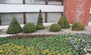 Die sechs Pflanzen vor dem bestehenden Hallenbad entsprechen als Symbole fast perfekt den sechs Gemeinden, die zusammen den Zweckverband für ein neues regionales Hallenbad in Altstätten bilden wollen: (von links) Oberriet, Rebstein, Altstätten als Standortgemeinde, Eichberg, Rüthi und Marbach. (Bild: Gert Bruderer)