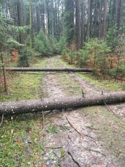 In der Waldregion 1 sind dem Sturm Burglind einige Bäume zum Opfer gefallen. (Bild: PD)