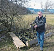 Die jungen Bäume im Kasten beim Naturschutz-Informationszentrum sind zum Teil schon über einen Meter hoch. «Höchste Zeit, sie der Bevölkerung zu überreichen», sagt Martin Stieger. (Bild: Kurt Latzer)