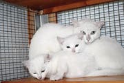Diese Katzenfamilie hat der Tierschutzverein Stadt St.Gallen und Umgebung bei der A1-Ausfahrt St.Fiden eingefangen. Die beiden Welpen haben bereits ein neues Zuhause gefunden. (Bild: PD)
