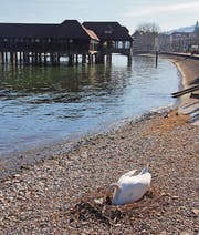 Dieser Schwan hat nicht gerade den sichersten Nistplatz gewählt. (Bild: Alessia Pagani)