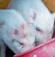 Die ausgesetzten Schweinchen. (Bild: PD)