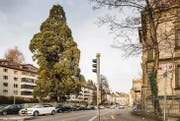 Der Mammutbaum an der Rosenbergstrasse, gegenüber der Villa Wiesental, soll zur Strasse hin starker Mobilfunkstrahlung ausgesetzt sein. (Bild: Hanspeter Schiess)