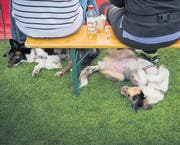 Hundefrisbee Weltmeisterschaft (Bild: Urs Bucher (Urs Bucher))