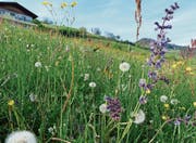Blumenpracht im aufgewerteten Gebiet Ziel. (Bild: pd)