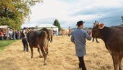 Die Viehzüchter präsentieren ihre Tiere im Ring aus Stroh. (Bild: Christine Gregorin)