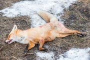 Kürzlich wurde bei toten Füchsen der Staupevirus festgestellt. (Bild: Artem Merzlenko)