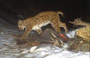 Luchse sind dämmerungs- und nachtaktive Tiere. Sie sind keine Aasfresser und fressen nur Tiere, die sie auch erlegt haben. Die Zeichnung des Fells ist individuell und dient im Monitoring der Identifikation einzelner Tiere. (Bilder: Amt für Natur, Jagd und Fischerei St. Gallen/Kora)