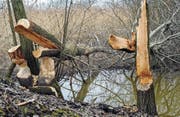 Hier, wo das Regenwasser aus dem Industriegebiet Baffles ins Retentionsbecken fliesst, hat ein Biber die unterste von drei Staustufen gebaut. Einzelne angenagte Bäume hat man gefällt. Nicht, um den Biber beim Dammbau zu unterstützen, sondern damit die Bäume nicht unkontrolliert in die Nachbargrundstücke stürzen. Man hat sie ihm dennoch liegen gelassen, weil die Rinde Bibern als Winternahrung dient. (Bild: Max Tinner)