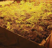 Am Kreisgericht Toggenburg wurden eine Frau und ein Mann wegen Anbau von Hanf verurteilt. (Bild: kapo)