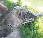 Diese Chinesische Weichschildkröte ist aus dem Gübsensee gefischt worden. (Bild: pd)